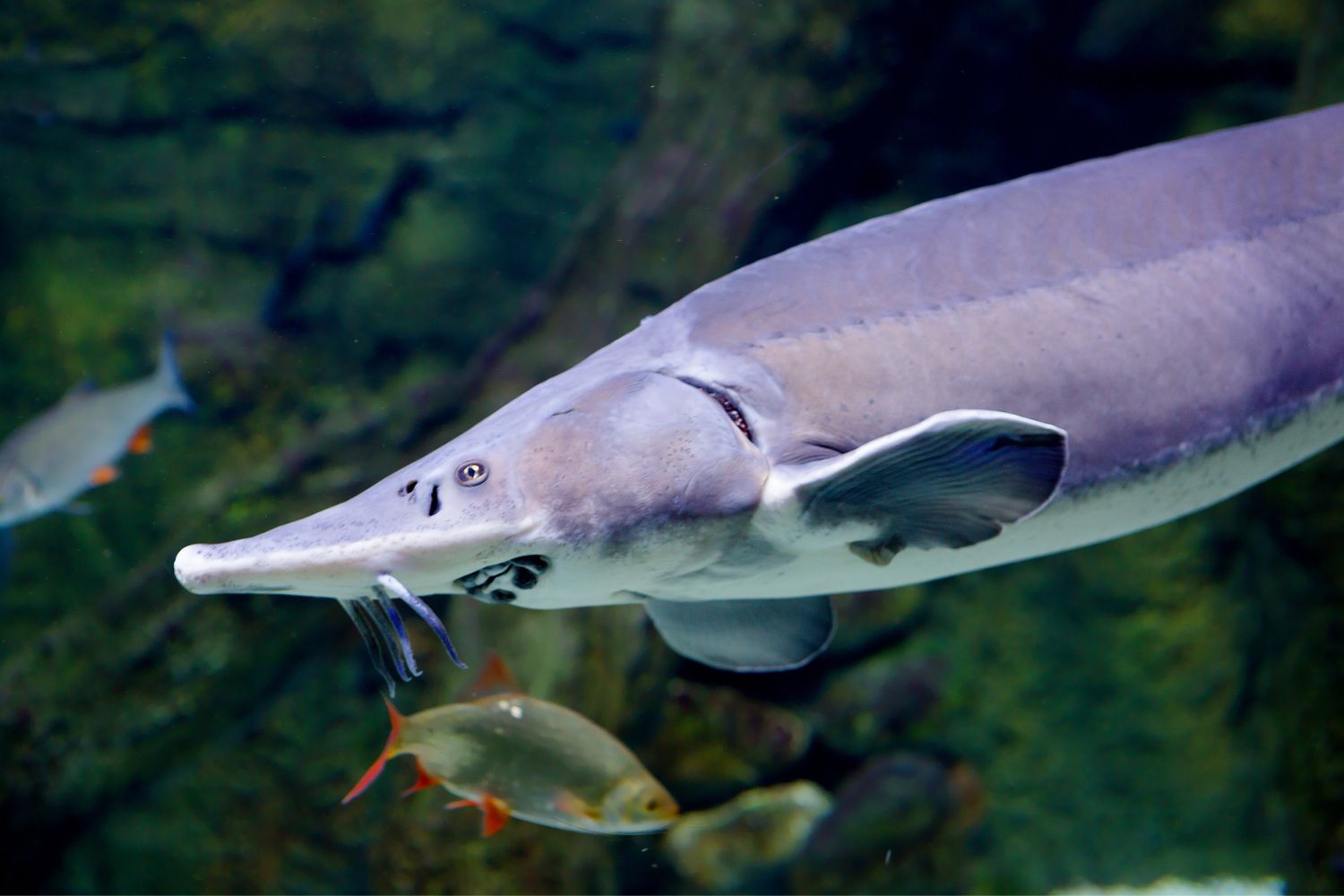 Image of a sturgeon swimming