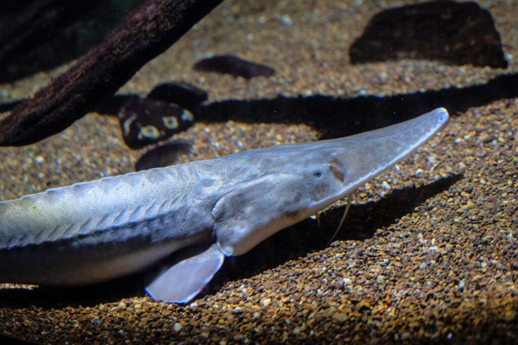 A closeup image of a pallid sturgeon underwater