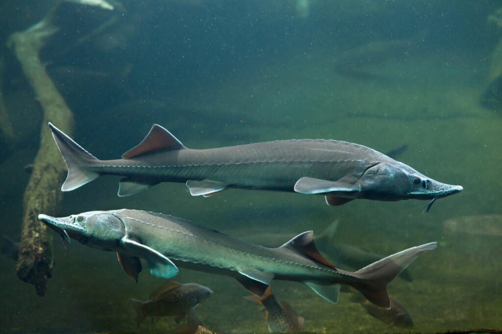 Two sturgeon swimming with other freshwater fish species