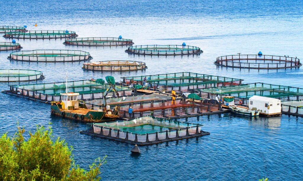 Image of an ocean-based integrated multi-trophic aquaculture farm with workers