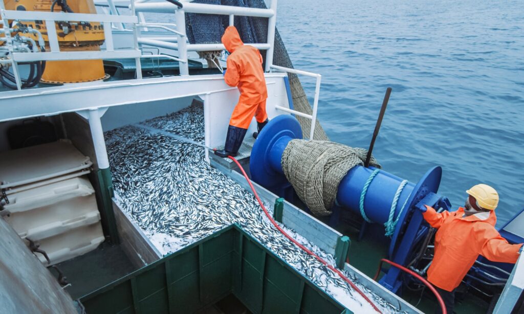 Image of two fishermen loading their catch from a net on a commercial fishing boat