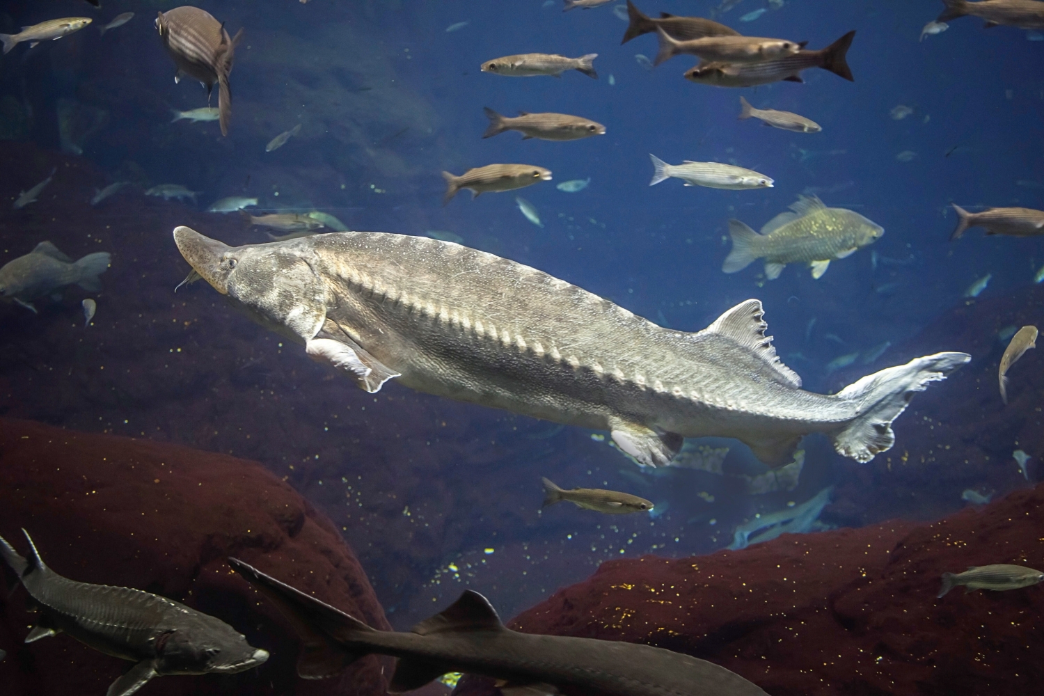 An image of a wild sturgeon in its habitat with other aquatic fish species