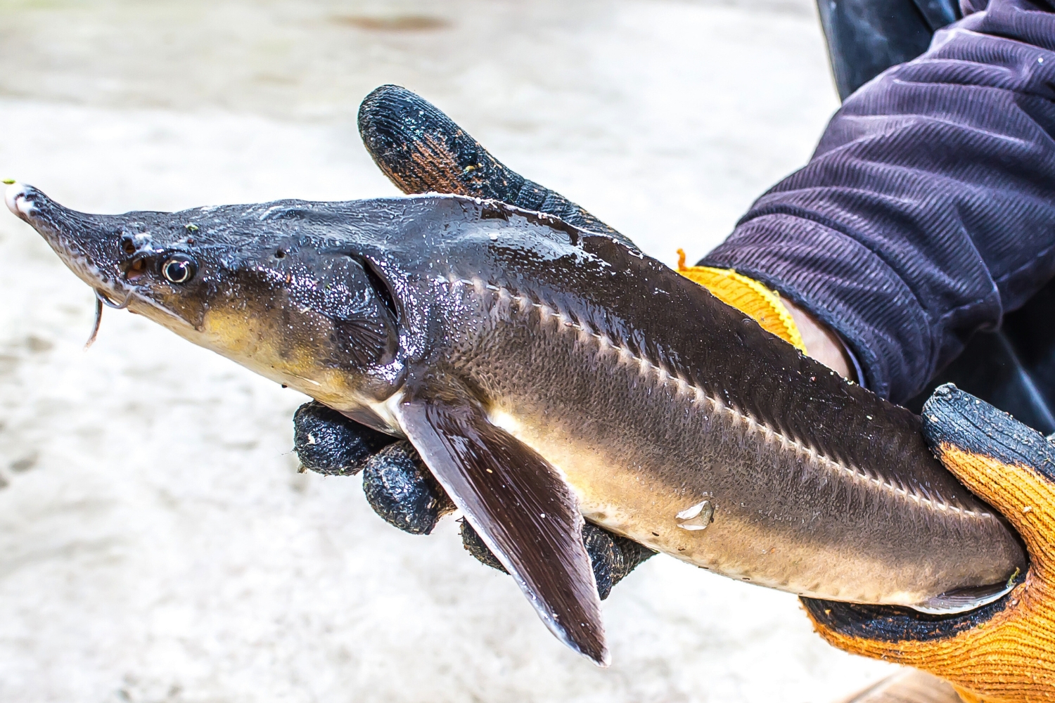 A person holding a sturgeon fish with gloves