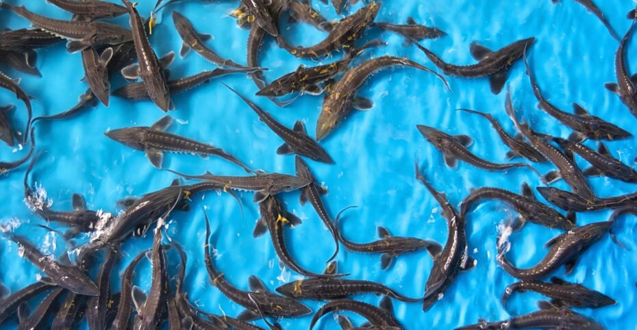 An aerial view image of juvenile sturgeon in a breeding facility