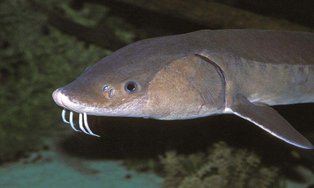 Types of Sturgeon: Freshwater vs. Saltwater Species | SIAA