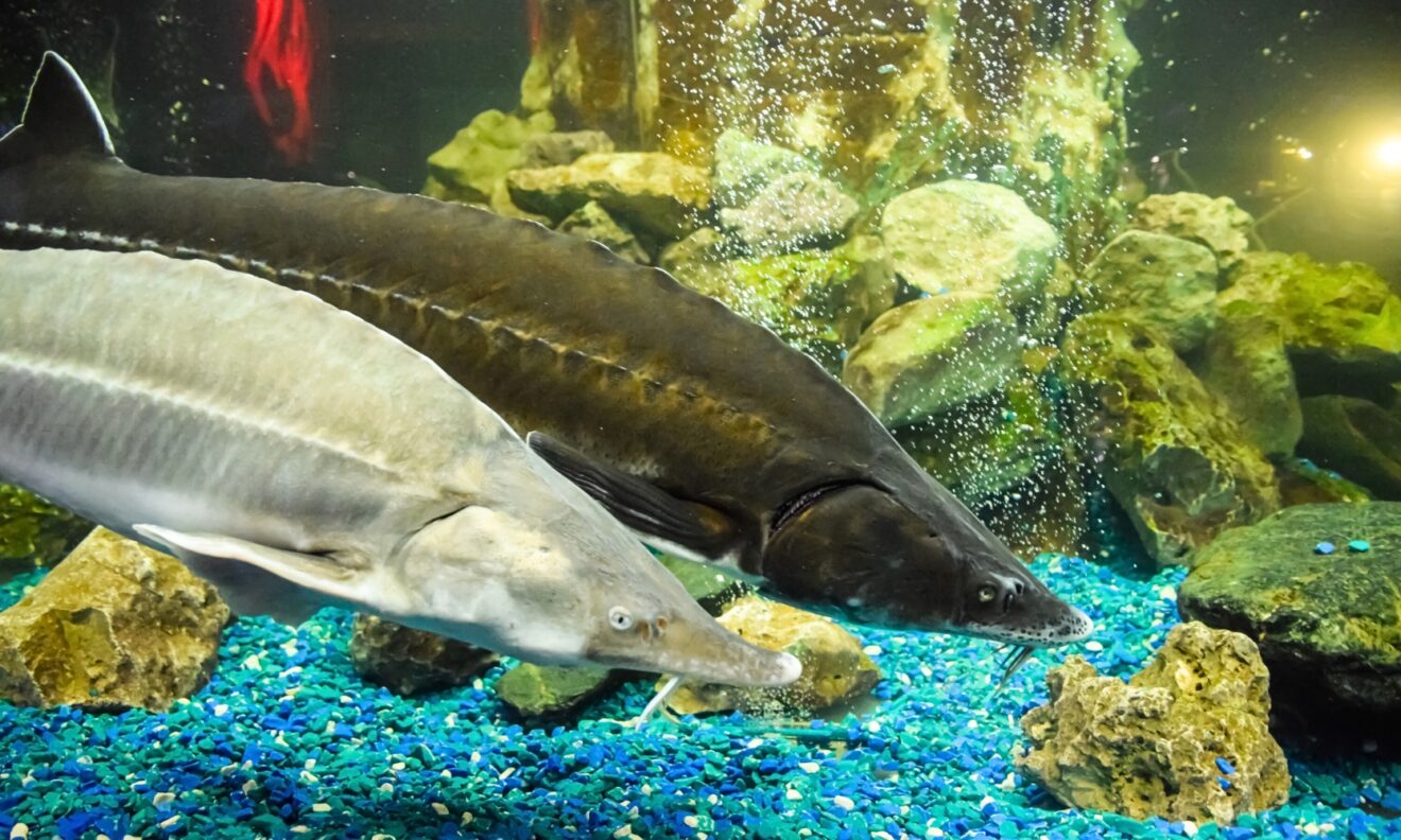 Types of Sturgeon: Freshwater vs. Saltwater Species | SIAA