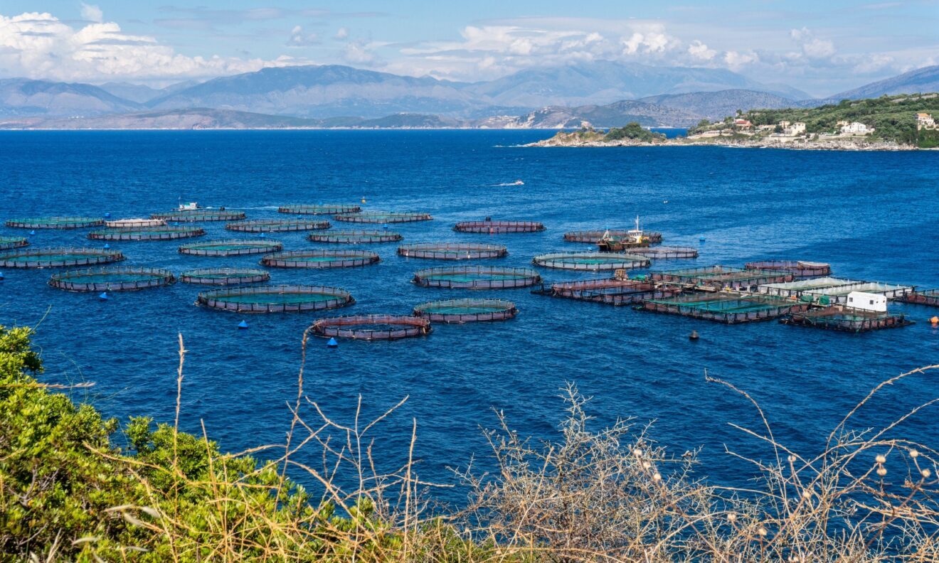 BAP Certification Benefits for Aquaculture SIAA BAP Certification Benefits for Aquaculture SIAA